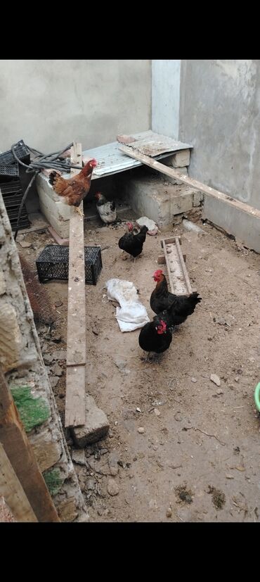 dəvəquşu yumurtası qiyməti: 6 ədəd hazırda yumurtaya toyuglar satılır dəst 70 manat qiymət