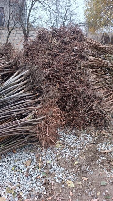 Tinglər: Təmiz və sağlam tingler isteyirsinizse bzmle əlaqə saxlaya blərsniz -da lalafo.az — 4 Tinglər: Təmiz və sağlam tingler isteyirsinizse bzmle əlaqə saxlaya blərsniz — 4