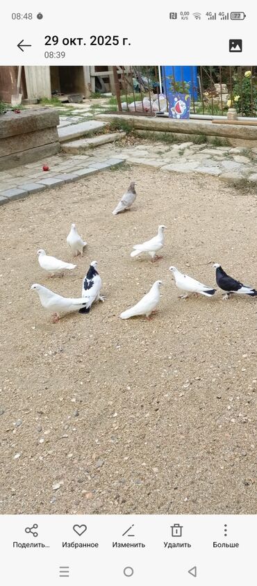 Göyərçinlər: Ağ rəngli ev göyərçinləri - Rəng: əsasən tam ağ, bəzilərində qara ağ — 4