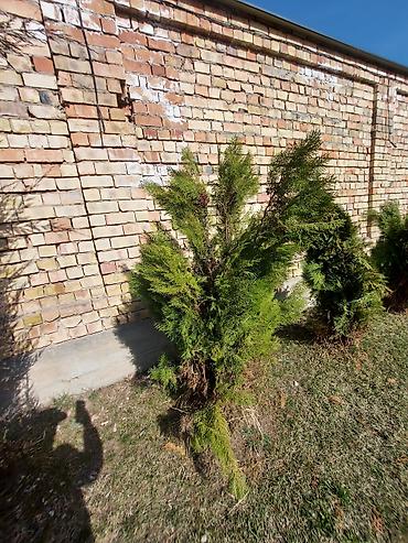 Декоративные деревья: Саженцы деревьев: Ели — 15