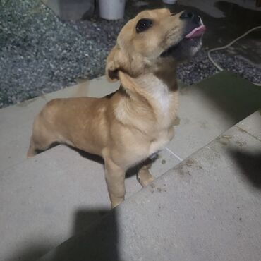 yeke itler: Labrador-retriver, 7 ay, Dişi, Cütləşmə üçün, Ünvandan götürmə