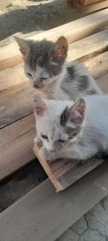 пекинес цена в баку: Кошки