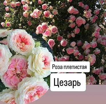 вьющиеся: Саженцы Самовывоз — 6