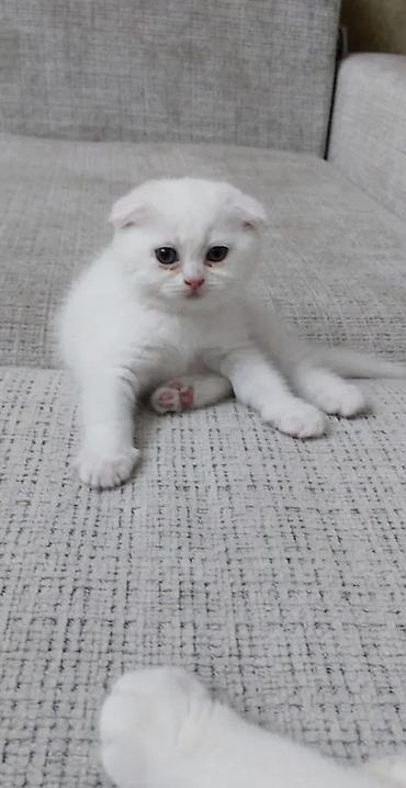 кормушки для животных: Шотландский котёнок, окрас белый (солид). Плюшевая короткая шерсть — 1