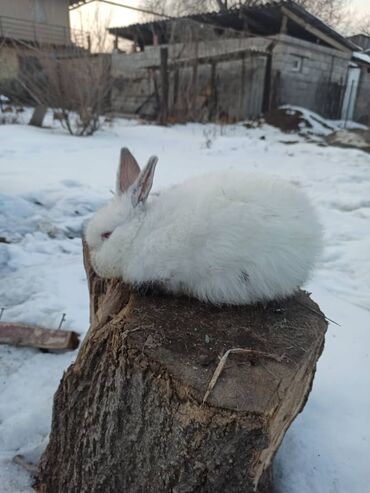 продажа кроликов породы баран: Продаются очаровательные крольчата: французский баран, микс Калифорнии