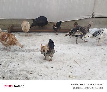 Индюки: Продаю | Индюк (самец) | Для разведения | Племенные — 1