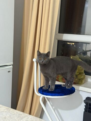 где можно купить шотландского вислоухого котенка: Британ кыска жүндүү, 6 айлык, Эркек, Көгүлтүр, Лотокко барууга үйрөтүлгөн, Курттардан тазаланган, Эмделген
