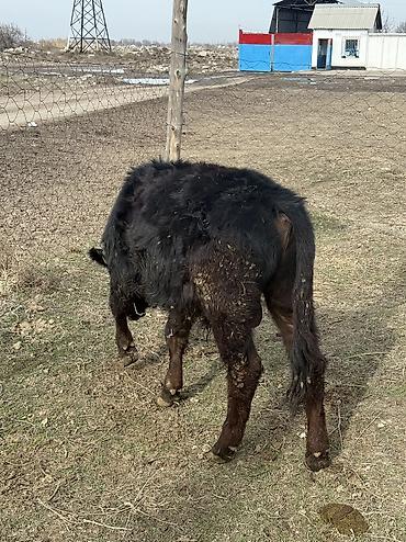 Коровы, быки: Продаю | Музоо, торпок | На откорм — 6