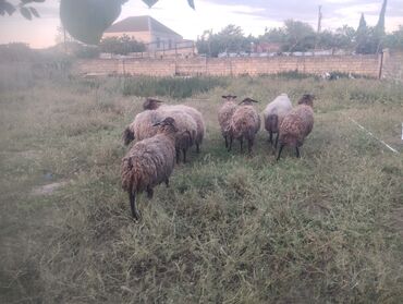 Qoyunlar, qoçlar: 5 qoyun 1 wiwek 2 erkek obwi 8 baş qoyundu 3800 AZN lalafo.az -da Qoyunlar, qoçlar: 5 qoyun 1 wiwek 2 erkek obwi 8 baş qoyundu 3800 AZN