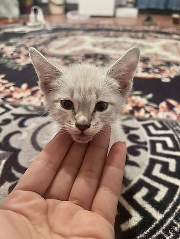 питомец: Котёнок, домашний любимец - Окрас: светлый (кремово-серебристый) с — 1