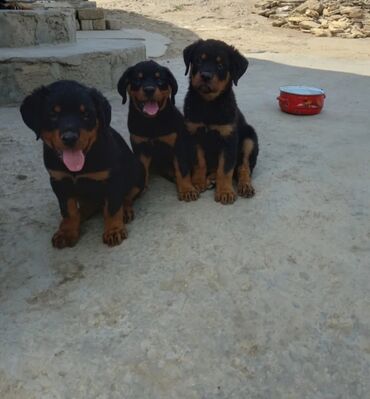it yuvas: Rotveyler, 1 ay, Erkek