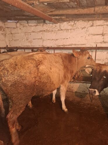 Inəklər, öküzlər: 3 de qisir iney 4850 ze deyirem kom satilir tekliyende qiymet ferqli — 20