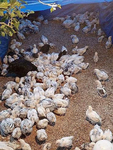 cucə badamdar: 1 aylıq və 20günlük serebrist cücələr satılır. 1 aylıq 2.50 azn 20 — 3