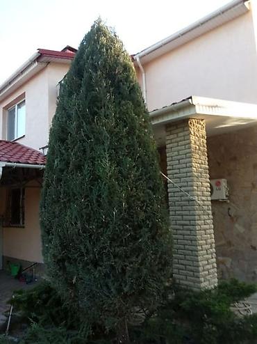 Другие товары для дома и сада: Услуги Садовника Стрижка живой изгороди Уборка дикой травы Покос at lalafo.kg — 26 Другие товары для дома и сада: Услуги Садовника Стрижка живой изгороди Уборка дикой травы Покос — 26