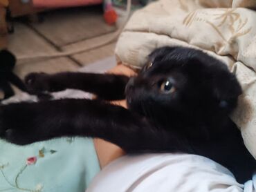 Отдам даром кошку: Кошка даром: Скотиш Фолд (Шотландская вислоухая), 4 месяца, Девочка, Приучена к лотку — 5