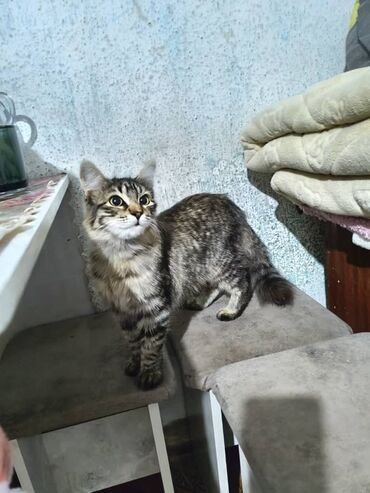 сколько стоят вислоухие кошки: Молодая домашняя кошка с характерным полосатым окрасом. Шерсть средней
