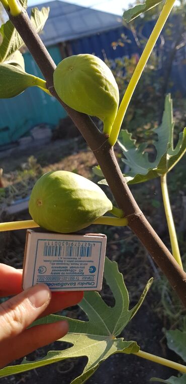 Другие комнатные растения: ✅🌱 В весенний период!!!🌱 Откроем сезон продаж саженцев инжира — пора — 3