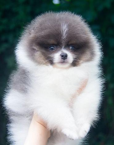 Продажа собак: Шпиц, 2 месяца, Самец — 12