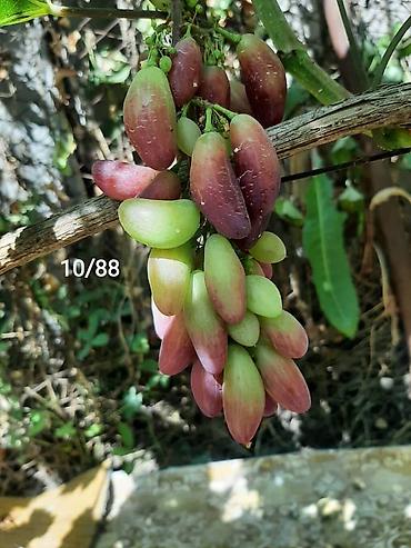 Виноград: НОВИНКИ СЕЛЕКЦИИ ВИНОГРАДА ПРЕМИАЛЬНОГО УРОВНЯ ! ДОМАШНИЙ СЛАДКИЙ — 28