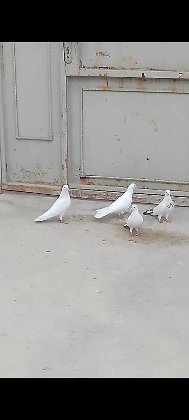 Quşlar: 4 eded quwlar satilir ela saxlamali heyvandilar iki erkey iki maya — 6