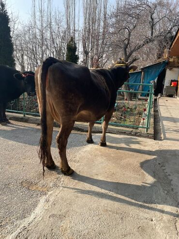 Коровы, быки: Продаю | Корова (самка) | Алатауская, Швицкая | Для разведения, Для молока — 2