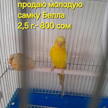 купить домашних курей: Молодая самка попугая Белла, возраст 2,5 года, яркого желтого окраса