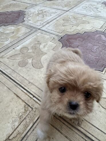 İtlər: 2 ay — 10