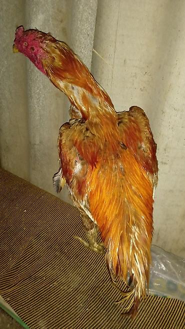 barter xoruz: Xoruz, Ağdam, il: 2, Ünvandan götürmə — 2