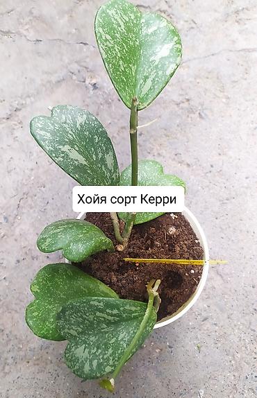 Другие комнатные растения: Продаю коллекцию Хойя — 4