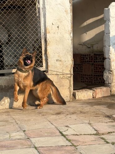 qafqaz çoban iti: Alman çoban iti, 1 il, Dişi, Ünvandan götürmə