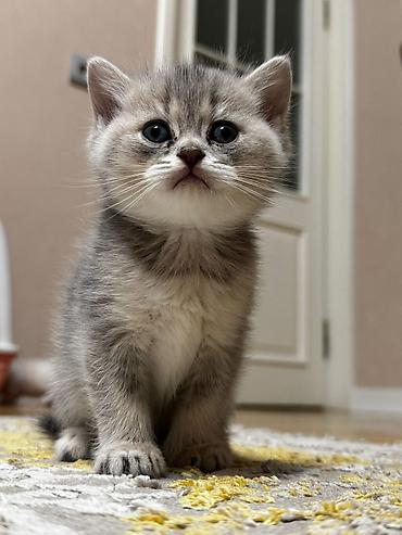 Pişiklər: Şotland yastı qulaq, Erkək, Dişi, Yaxşı əllərə, Ünvandan götürmə, Pulsuz çatdırılma, Ödənişli çatdırılma — 22