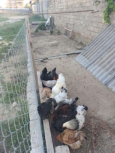 mayalı yumurta satışı: Brahmalar Ağ xoruz 100 manat Light xoruz 50 man Fərələr 40 man hamısı — 6