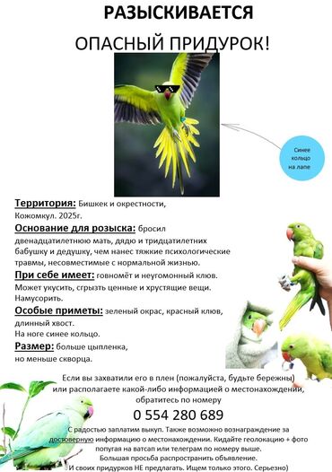 ит токмок: Улетел малыш. 3.05.2025. Улица Фрунзе, Кожомкул. Рядом с