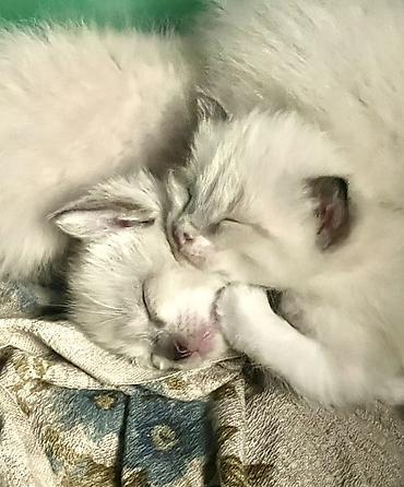 кошка сиамская: Сиамские Котята только в хорошие руки!!! 3 самца, 1 самка. Возраст — 1