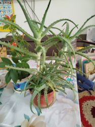 шоколад альпен гольд: Алое. отдам за 2 литра масла