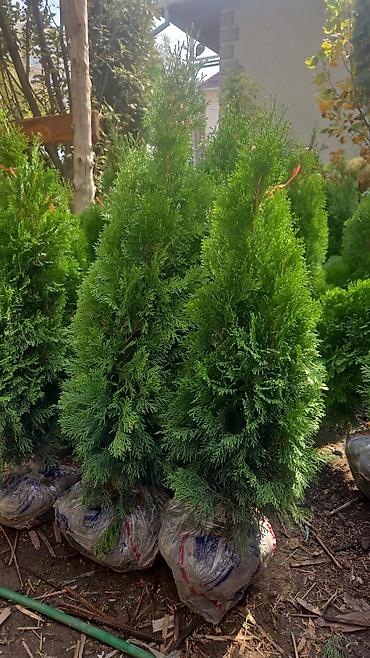 Декоративные деревья: Саженцы деревьев: Берёзы — 8