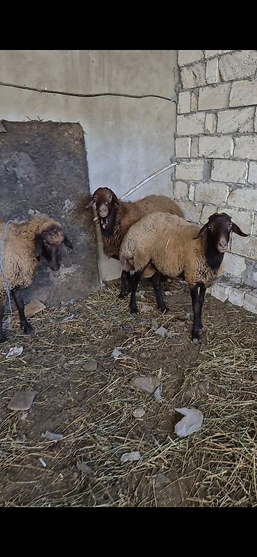 Qoyunlar, qoçlar: 3 eded qoçlar cavan heyvanlardi 1inin 1yaşi olub qalanlari cavandi — 3