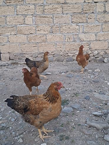 Kənd təsərrüfatı quşları: Toyuq, Yumurtalıq — 4