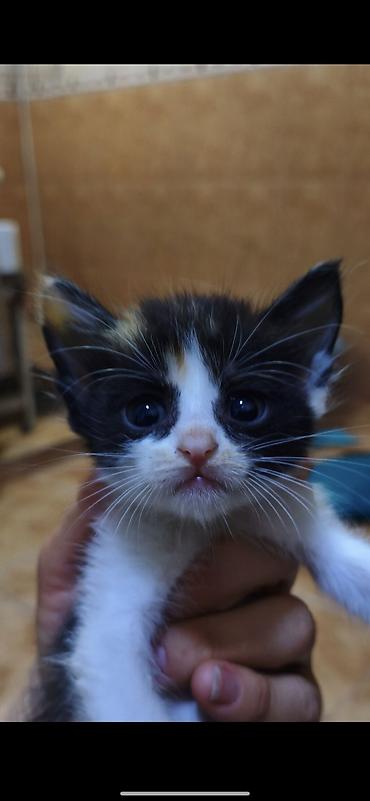 Кошки: Котики ищут дом и любящих хозяев))) есть котята 1,5 месяца и 3 — 7