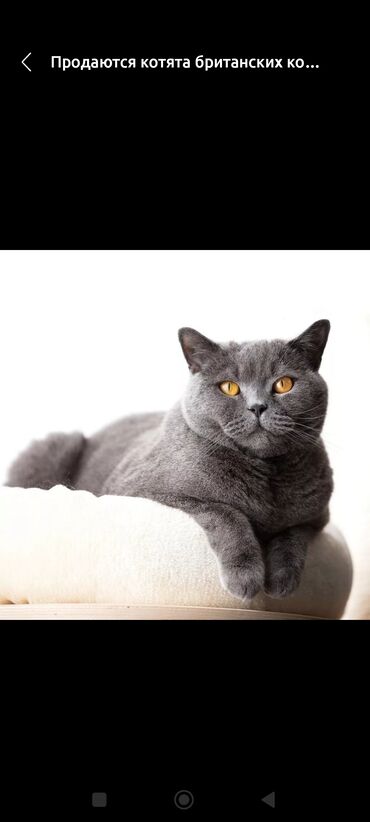 сколько стоит британский кот: Прадется Британский кошки Малчик 8 месис Напишите пожалуйста ватсап