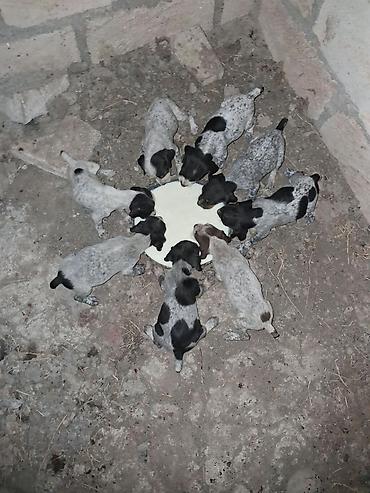 cücə və xoruz təmsil: Yavrular – qara‑ağ ləkəli, qısa tüklü it balaları Məhsul təsviri: - — 1