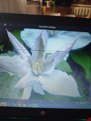 Садовые цветы и кустарники: Саженцы цветка: Платная доставка — 4