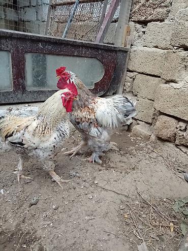 Toyuqlar: Xoruz, Brama, il: 1, Ünvandan götürmə — 1