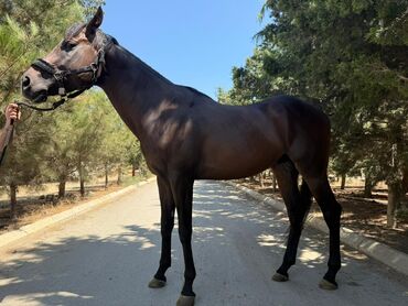 Atlar: Temiz qan Ingilis atidir .Pasportlu.boy 1.80 sm.Atasi meshur — 3