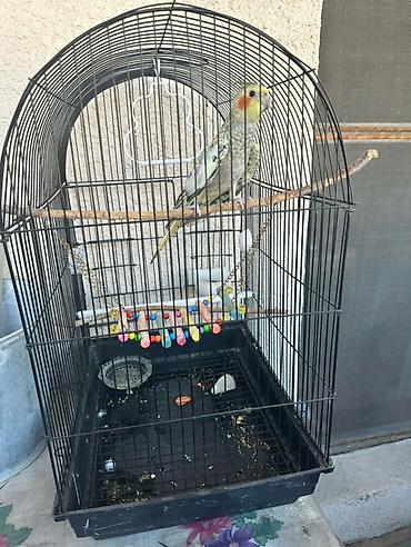 Heyvanlar: Real alana, qiymətdə razılaşmaq olar. Nimfa (Cockatiel) + qəfəs və — 3