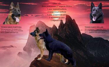 сенбернар собака: Продаются щенки немецкой овчарки с отличной родословной. дата рождения