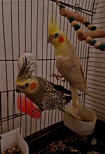 bulbul quşu: Erkək və dişi corella qəfəs qarışıq satıram təcili. Əlavə olaraq yem — 1