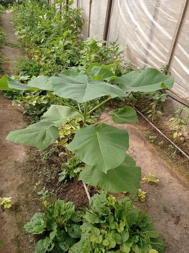 Ağaclar: Pavloniya (Adəm agaclar)satılır .her ölçüdə ağaclar var 5 manatdan 25 -da lalafo.az — 6 Ağaclar: Pavloniya (Adəm agaclar)satılır .her ölçüdə ağaclar var 5 manatdan 25 — 6