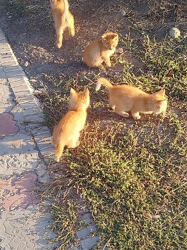 котик шотландский: Кошка даром: Русская голубая, Девочка — 2