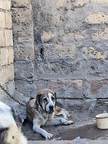Alabay, Dişi lalafo.az -da Alabay, Dişi